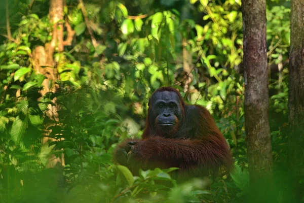 Orang Outan Femelle Orang Outan Avec Bananes Dans Son Environnement — Photo