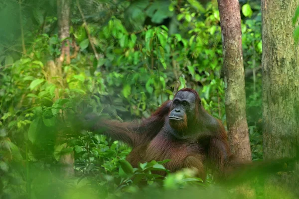 婆罗洲 加里曼丹 岛上热带雨林中的雌性大猩猩 Orang Utan 自然环境中的香蕉 身后有树和棕榈 — 图库照片