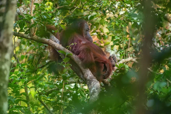 Orangutan Orangutan Borneo Kalimantan Adasındaki Doğal Ortamında Ağaçlar Palmiyelerle Birlikte — Stok fotoğraf