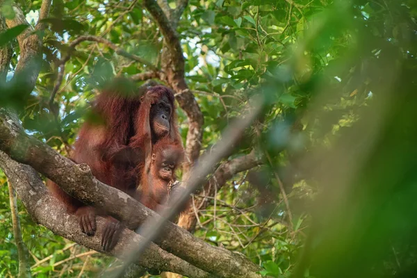 Anne Orangutan Orangutan Borneo Kalimantan Adasındaki Yağmur Ormanlarında Arkasında Ağaçlar — Stok fotoğraf