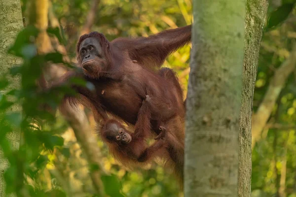 Mère Orang Utan Orang Utan Avec Bébé Amusant Mignon Dans — Photo