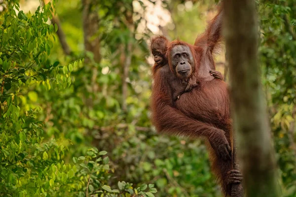 Madre Orangután Orangután Con Divertido Lindo Bebé Juguetón Entorno Natural —  Fotos de Stock