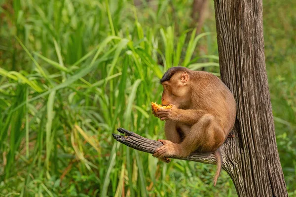 Aap Zijn Typische Omgeving Tropisch Bos Indonesië Borneo Eiland Rechtenvrije Stockfoto's