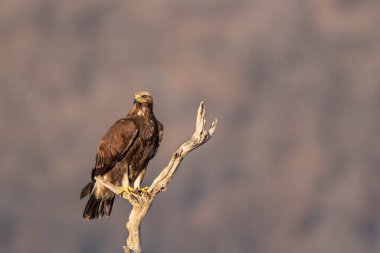 Rock eagle in his natural environment in rocky mountains