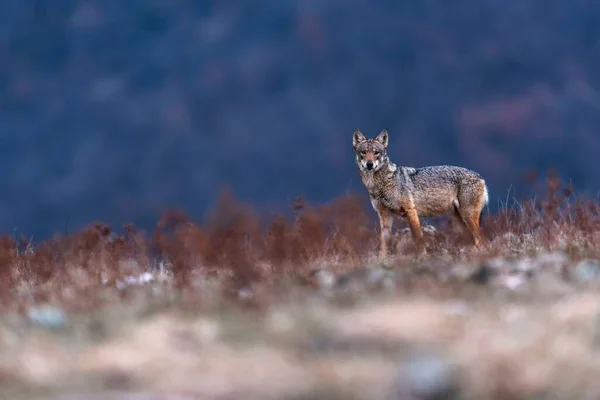 Lupo Nella Natura Selvaggia — Foto Stock