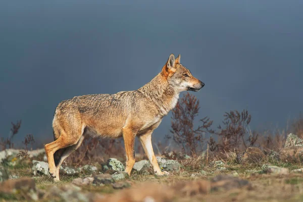 Lobo Natureza Selvagem — Fotografia de Stock