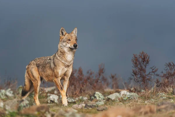 自然の中でオオカミ — ストック写真