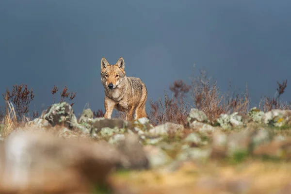 Lobo Natureza Selvagem — Fotografia de Stock
