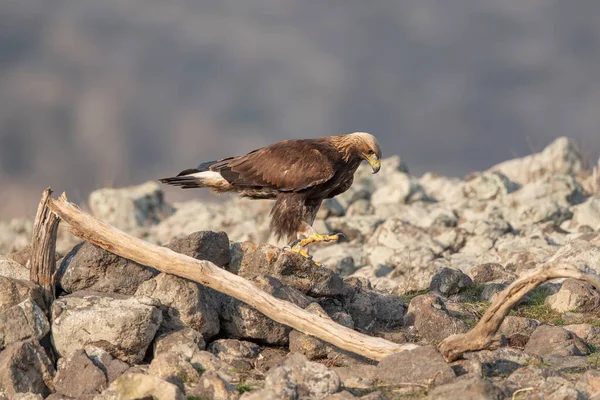 Rock Eagle His Natural Environment Rocky Mountains — Stok fotoğraf