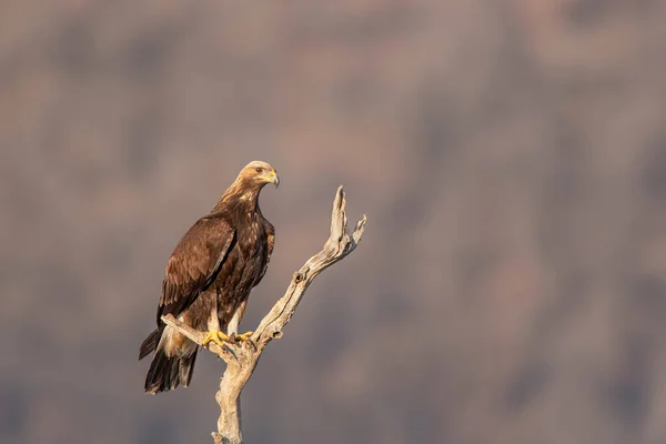 Rock Eagle His Natural Environment Rocky Mountains — Stock Photo, Image