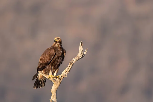 Rock Eagle His Natural Environment Rocky Mountains — Stock Photo, Image