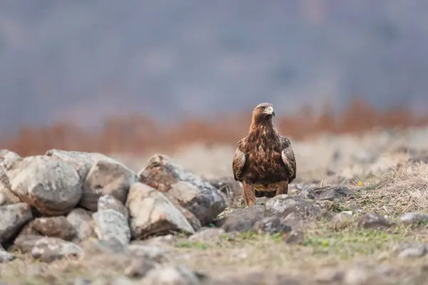 Rock Eagle His Nature Environment Rocky Mountains — Stock Photo, Image