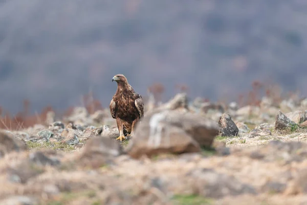 Rock Eagle His Nature Environment Rocky Mountains — Stock Photo, Image