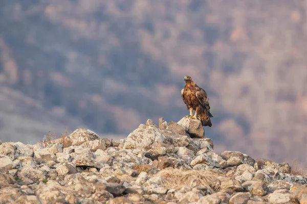 Rock Eagle His Nature Environment Rocky Mountains — Stock Photo, Image
