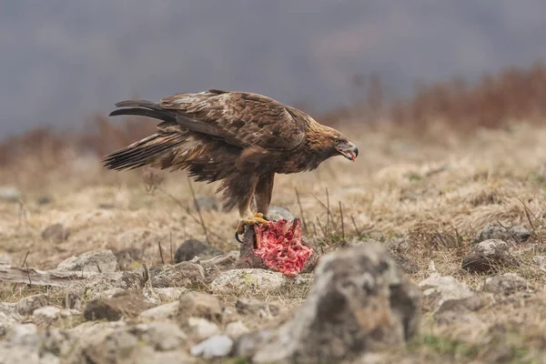 Rock Eagle His Nature Environment Rocky Mountains — Stock Photo, Image