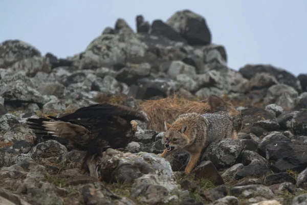 Wild Fighting Eagle Jackal Europian Nature — Stock Photo, Image