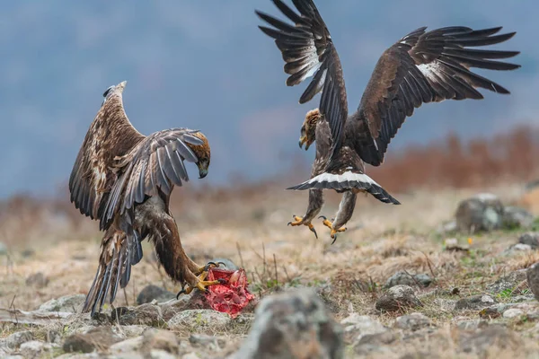 Rock Eagle His Nature Environment Rocky Mountains — Stock Photo, Image