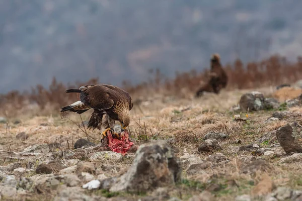 Rock Eagle His Nature Environment Rocky Mountains — Stock Photo, Image