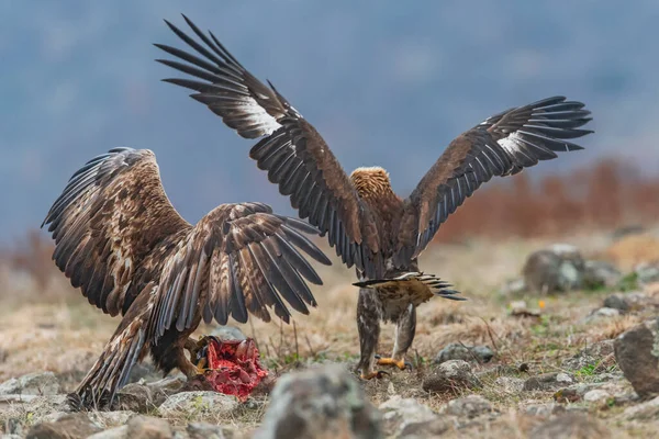 Rock Eagle His Nature Environment Rocky Mountains — Stock Photo, Image