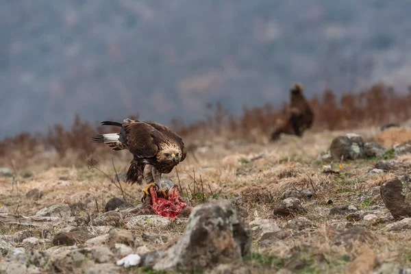 Rock Eagle His Nature Environment Rocky Mountains — Stock Photo, Image