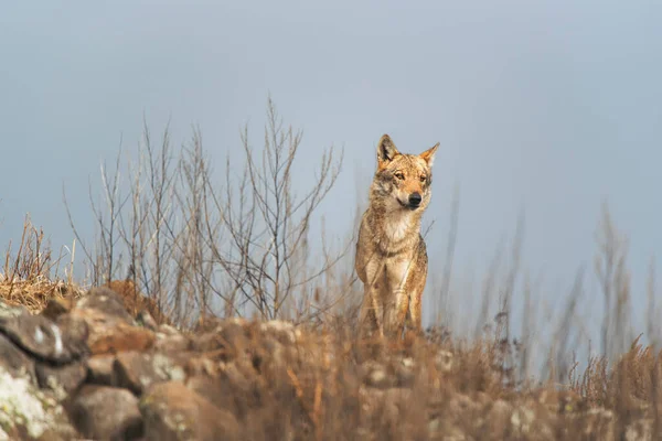 Lobo Natureza Selvagem — Fotografia de Stock