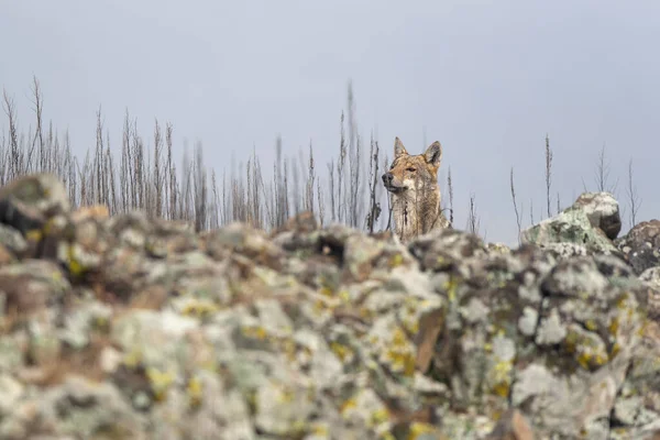 自然の中でオオカミ — ストック写真