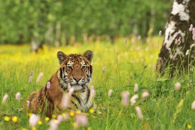 Sibirya kaplanı (Amur kaplanı - Panthera tigris altaica) doğal ortamında çayırdaki güzel ülkesindedir.