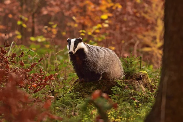 Badger Eropa Yang Indah Meles Meles Luak Eurasia Lingkungan Alaminya — Stok Foto