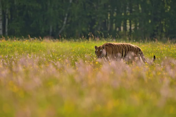 牧草地の美しい国の彼の自然環境でシベリアトラ アムールトラ パンテラティグリスAltaica — ストック写真