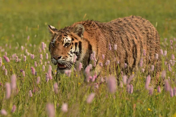 Tigre Siberiano Tigre Amur Panthera Tigris Altaica Seu Ambiente Natural — Fotografia de Stock