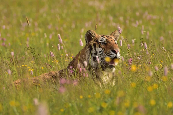 Der Sibirische Tiger Amurtiger Panthera Tigris Altaica Seiner Natürlichen Umgebung — Stockfoto