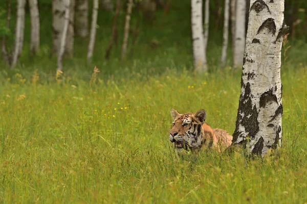 Tigre Siberiano Tigre Amur Panthera Tigris Altaica Seu Ambiente Natural — Fotografia de Stock