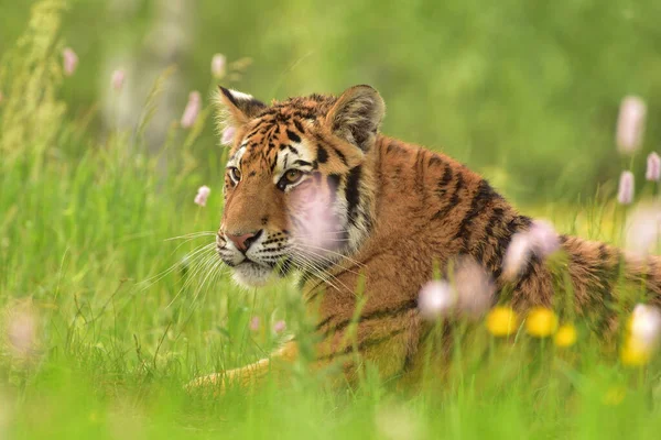 Der Sibirische Tiger Amurtiger Panthera Tigris Altaica Seiner Natürlichen Umgebung — Stockfoto