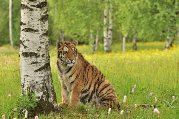 Der Sibirische Tiger Amurtiger Panthera Tigris Altaica Seiner Natürlichen Umgebung — Stockfoto