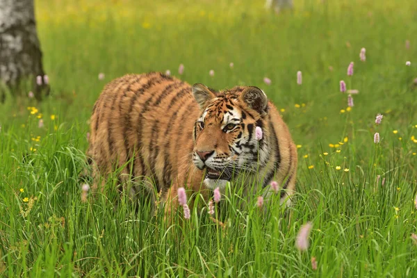 Der Sibirische Tiger Amurtiger Panthera Tigris Altaica Seiner Natürlichen Umgebung — Stockfoto
