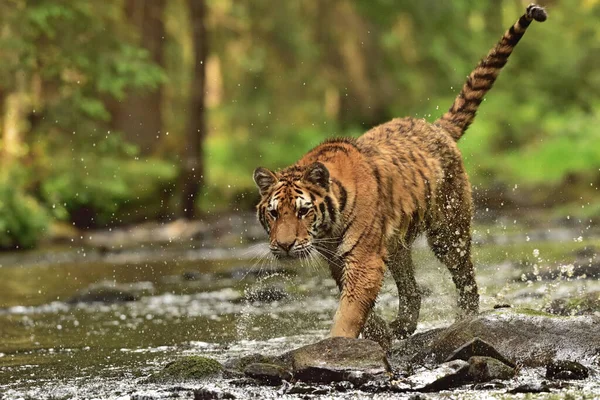 Tigre Siberiano Tigre Amur Panthera Tigris Altaica Seu Ambiente Natural — Fotografia de Stock