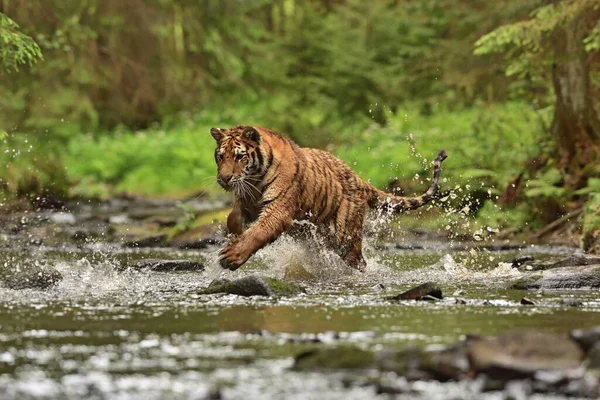 Der Sibirische Tiger Amurtiger Panthera Tigris Altaica Seiner Natürlichen Umgebung — Stockfoto