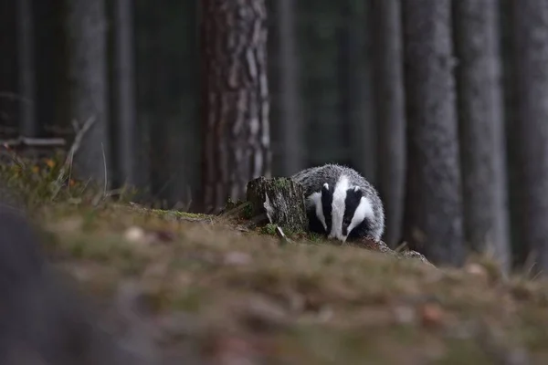 Badger Eropa Yang Indah Meles Meles Luak Eurasia Lingkungan Alaminya — Stok Foto