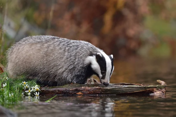 Badger Eropa Yang Indah Meles Meles Luak Eurasia Lingkungan Alaminya — Stok Foto
