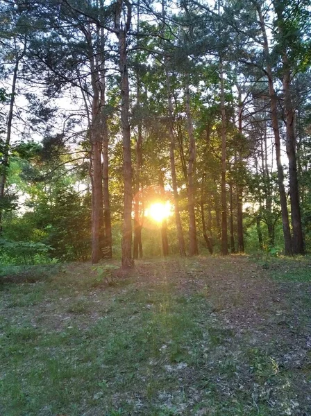 Piękny Letni Zachód Słońca Sosnowym Lesie — Zdjęcie stockowe