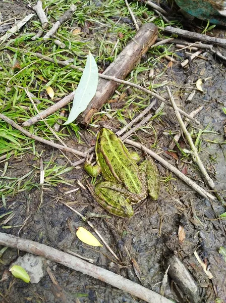 Green Frog Sits Shore Reservoir Green Toad Sits Shore Lake — Stock Photo, Image