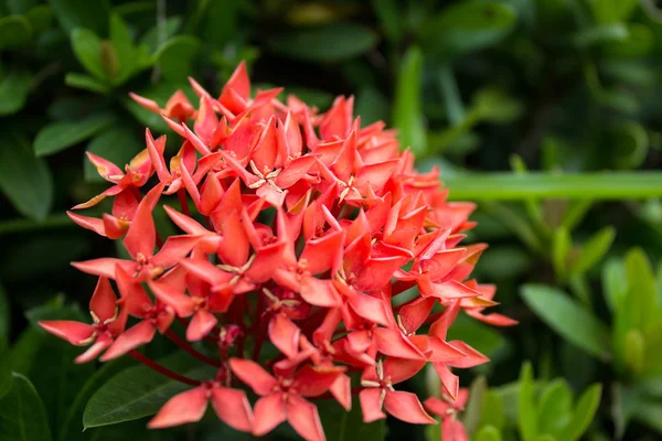 C'est le cas, c'est le cas. Cependant, il n'y a pas eu de changement dans la composition de la population. Fleur rouge. Sanya, Hainan, Chine — Photo