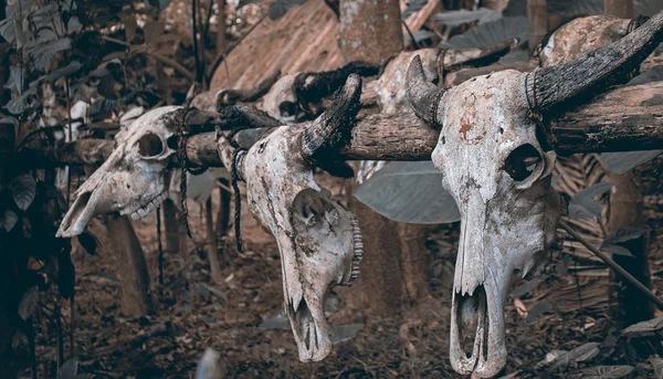 Primal Fear. Sanya, Hainan, Çin