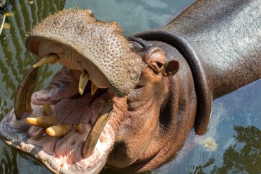 Su aygırı ağzı. Sanya, Hainan, Çin