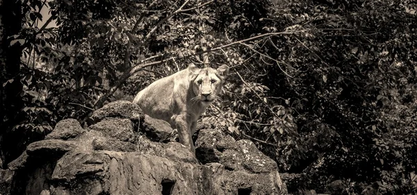 Hayvanlar kraliçesi. Sanya, Hainan, Çin