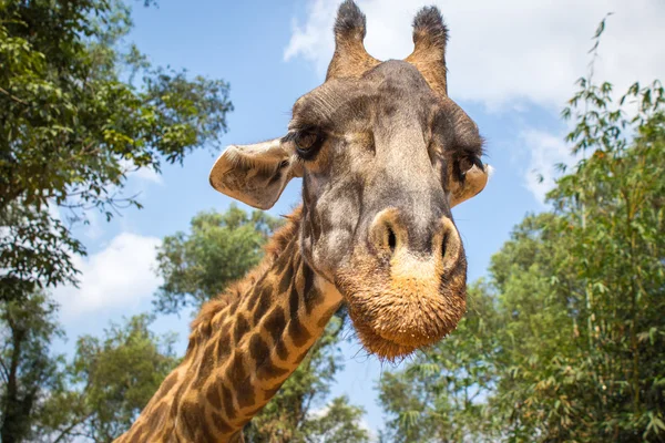 Zürafa. Sanya, Hainan, Çin