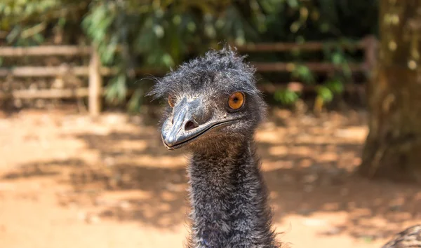 EMU. Sanya, Hainan, Çin