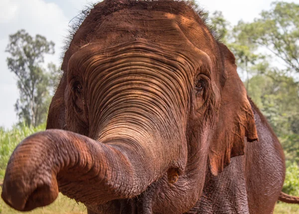 Kırmızı fil. Sanya, Hainan, Çin