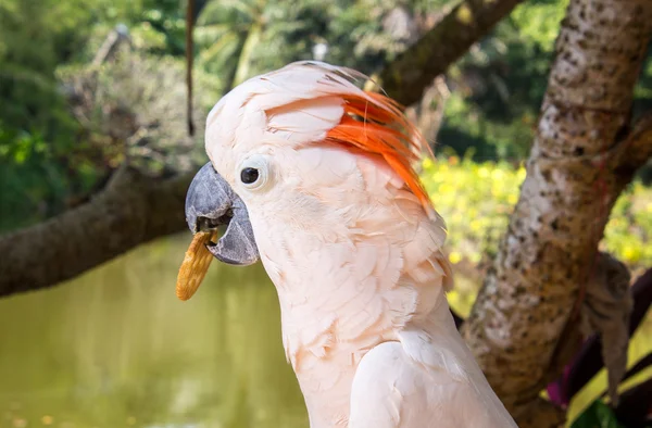 Beyaz Amerika papağanı. Sanya, Hainan, Çin