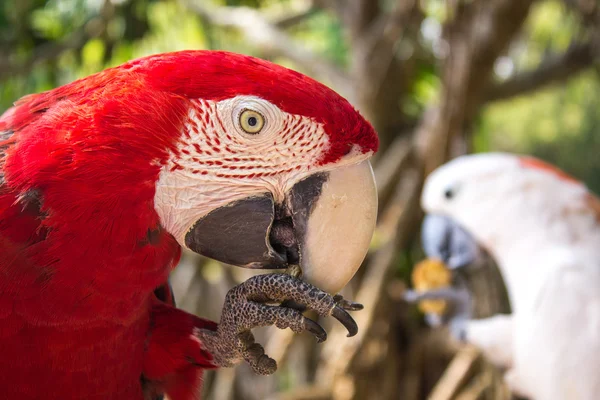 Amerika papağanı. Sanya, Hainan, Çin